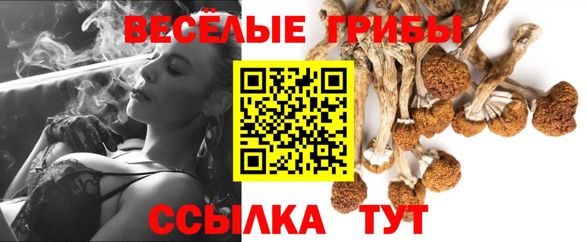 Галлюциногенные грибы Psilocybe Прохладный